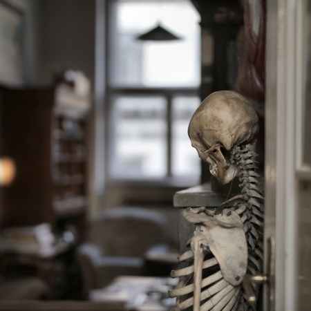 old human skeleton in museum room