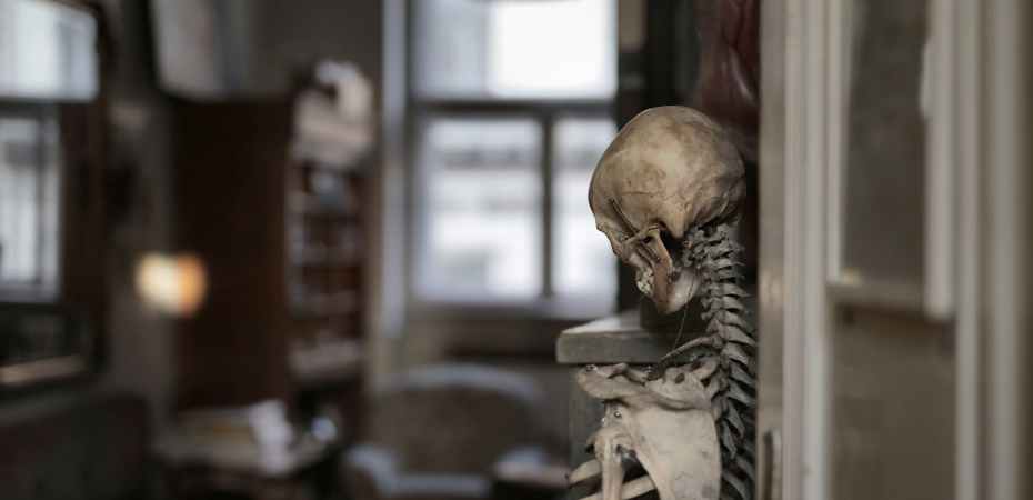 old human skeleton in museum room